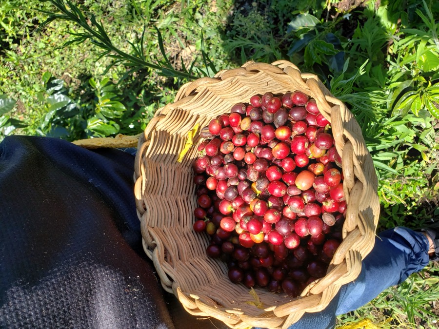 Tour del café en finca cafetera de Jericó