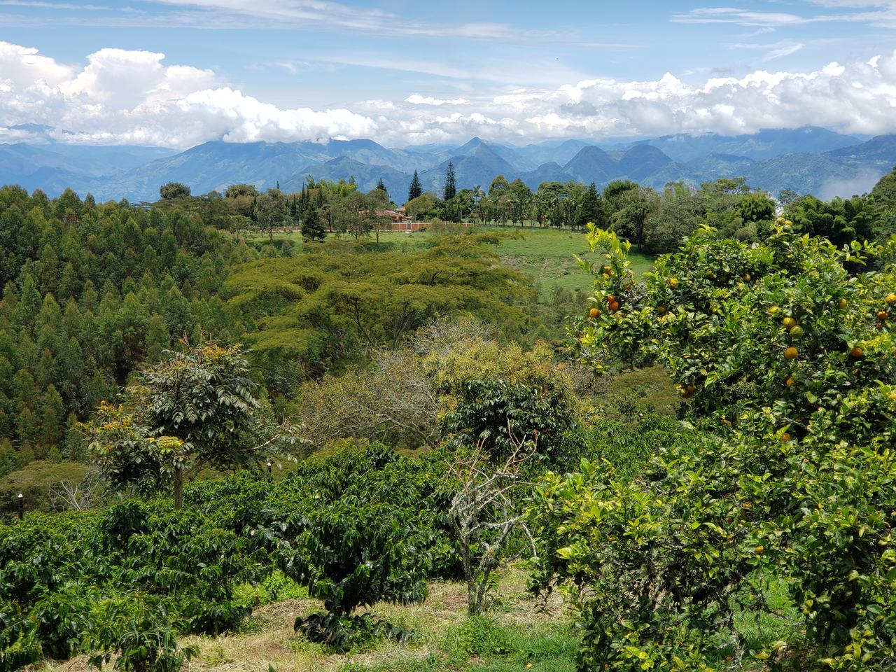 Paisaje cafetero de Jericó con las montañas del suroeste antioqueño